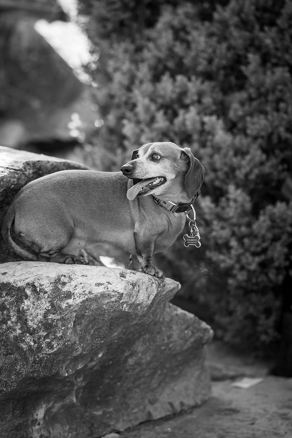 Furry Friends Gallery | ST_LOUIS_pet-photography-074.JPG
