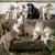 Furry Friends Gallery | ST_LOUIS_pet-photography-070.JPG