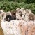 Furry Friends Gallery | ST_LOUIS_pet-photography-088.JPG