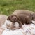 Furry Friends Gallery | ST_LOUIS_pet-photography-082.JPG
