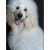 Furry Friends Gallery | 26850339_10156168840964074_8203222441005004131_o.jpg
