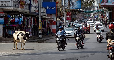 Photograph of a cow waiting to cross the street, full of motorbikes and cars, in Pyin Oo Lwin, Myanmar. 