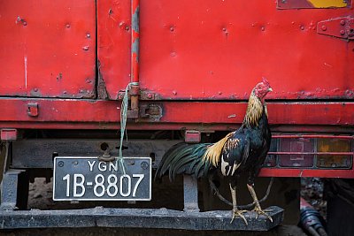Color photograph of a rooster sitting on the back of a red truck in Yangon, Myanmar. 
