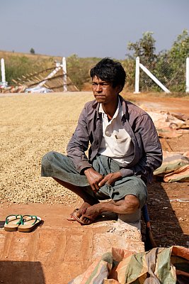 Photograph of a man resting after spreading out coffee beans in the sun to dry In Pyi Nool Win Myanmar. 