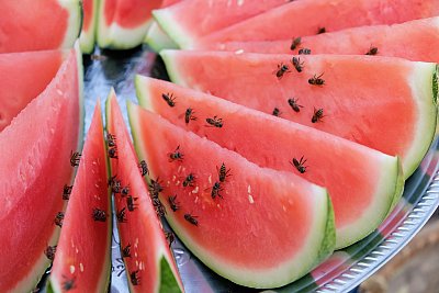 Color photograph of bees swarming slices of watermelon in Yangon, Myanmar. 