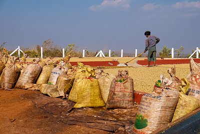 Photograph of a man spreading out coffee beans on the ground for them to dry in Pyin Oo Lwin, Myanmar. 